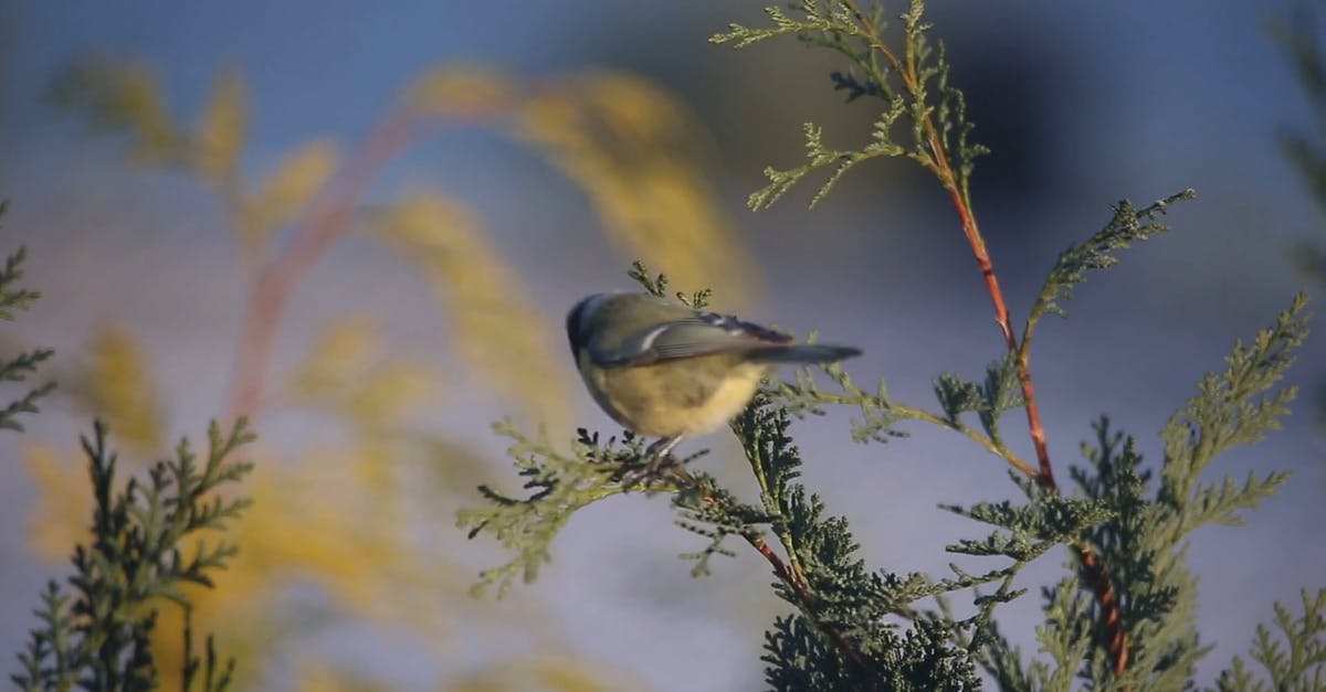 856189|树枝头的小鸟动物CC0视频素材插图 856189|树枝头的小鸟动物CC0视频素材插图