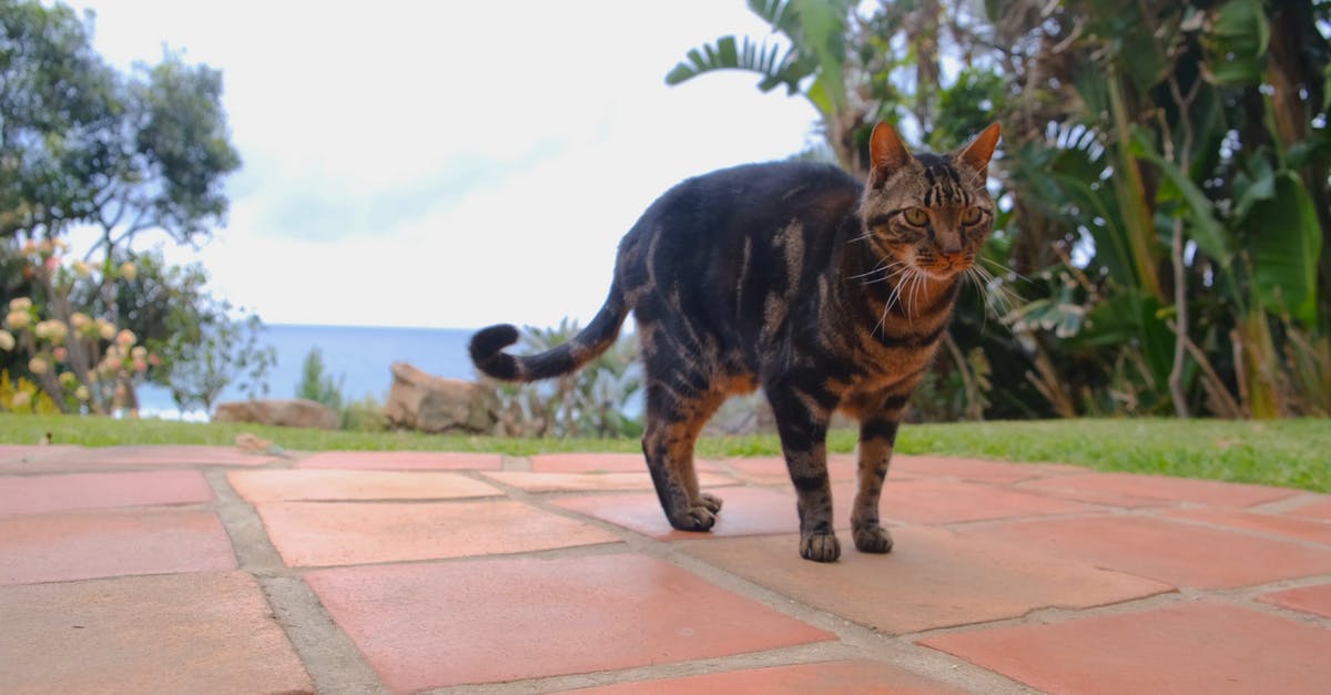 856345|可爱的中国狸花猫动物CC0视频素材插图 856345|可爱的中国狸花猫动物CC0视频素材插图