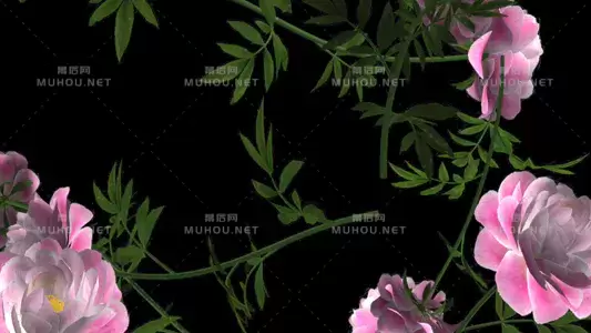 牡丹花粉红白情人节花环 Falling Loop视频素材下载插图 牡丹花粉红白情人节花环 Falling Loop视频素材下载插图