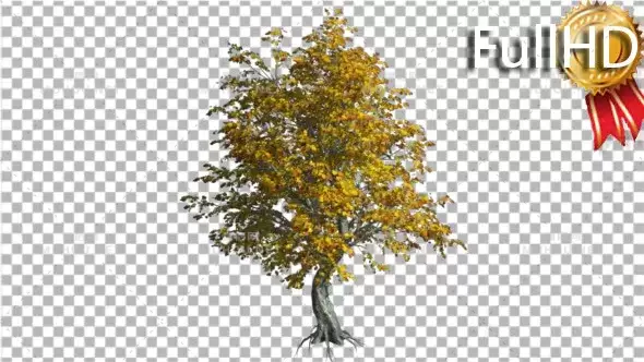 桂树落根摇曳风Katsura Tree Fall With Roots is Swaying Wind视频素材带Alpha通道插图 桂树落根摇曳风Katsura Tree Fall With Roots is Swaying Wind视频素材带Alpha通道插图