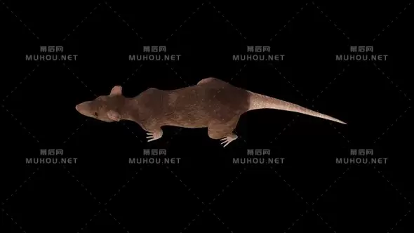 3D老鼠行走顶视图3D Rat Walk Top View视频素材带Alpha通道插图 3D老鼠行走顶视图3D Rat Walk Top View视频素材带Alpha通道插图