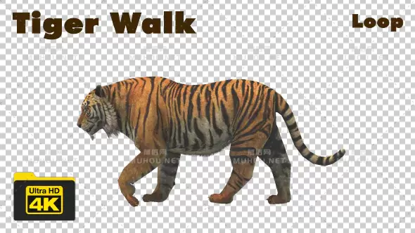老虎行走4k动画Tiger Walking 4K Animation视频素材带Alpha通道插图 老虎行走4k动画Tiger Walking 4K Animation视频素材带Alpha通道插图