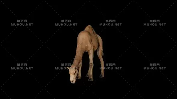 骆驼吃前面的草Camel Eat Front视频素材带Alpha通道插图 骆驼吃前面的草Camel Eat Front视频素材带Alpha通道插图