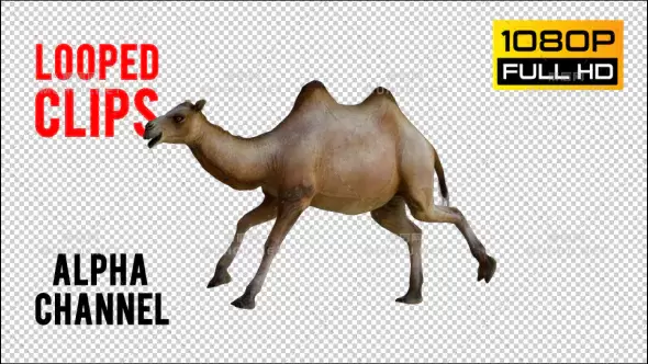 骆驼在跑步奔跑Camel 1 Realistic Pack 4视频素材带Alpha通道插图 骆驼在跑步奔跑Camel 1 Realistic Pack 4视频素材带Alpha通道插图