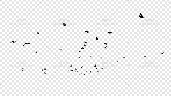 一群飞鸟鸽子剪影Pigeon Silhouettes视频素材带Alpha通道插图 一群飞鸟鸽子剪影Pigeon Silhouettes视频素材带Alpha通道插图