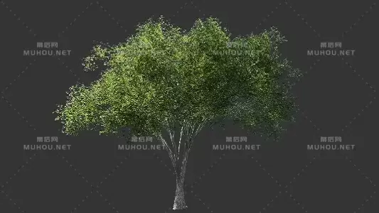 3d绿色大树集合1Tree Collection 1视频素材带Alpha通道插图 3d绿色大树集合1Tree Collection 1视频素材带Alpha通道插图