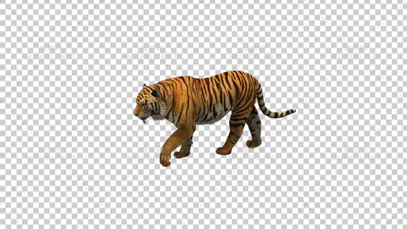 老虎行走动画Tiger Walking视频素材带Alpha通道插图 老虎行走动画Tiger Walking视频素材带Alpha通道插图