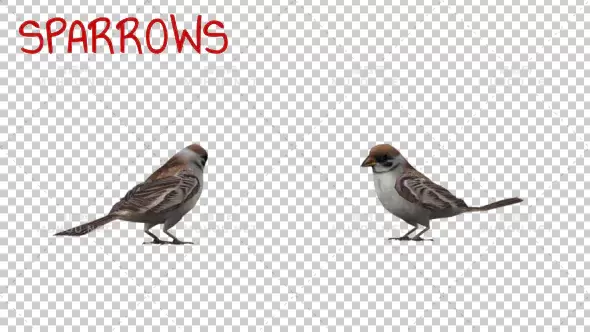 小鸟麻雀Sparrows视频素材带Alpha通道插图 小鸟麻雀Sparrows视频素材带Alpha通道插图