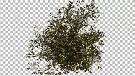 灌木从自然景观三维6Bush Type 6视频素材带Alpha通道插图 灌木从自然景观三维6Bush Type 6视频素材带Alpha通道插图