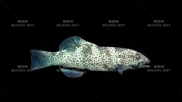 珊瑚石斑鱼动画Plectropomus Pessuliferus视频素材带Alpha通道插图 珊瑚石斑鱼动画Plectropomus Pessuliferus视频素材带Alpha通道插图