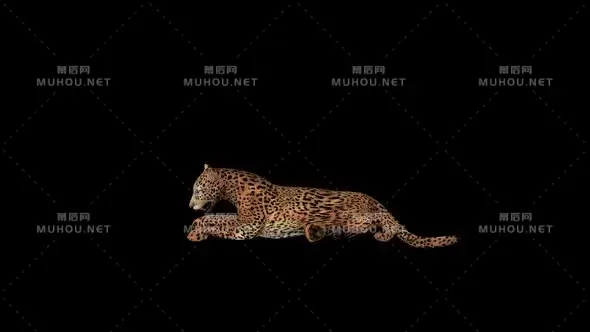 美洲狮坐在地上Cougar Sit视频素材带Alpha通道插图 美洲狮坐在地上Cougar Sit视频素材带Alpha通道插图