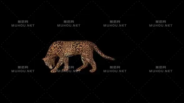 美洲狮吃食物动作Cougar Eat视频素材带Alpha通道插图 美洲狮吃食物动作Cougar Eat视频素材带Alpha通道插图