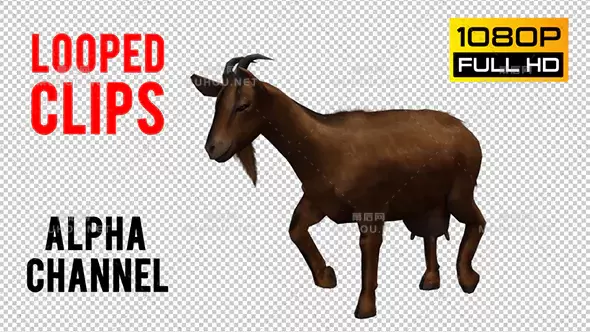 山羊野生动物Goat Looped 2视频素材带Alpha通道插图 山羊野生动物Goat Looped 2视频素材带Alpha通道插图