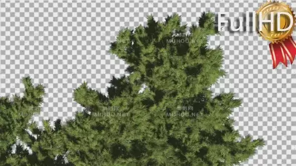 自上而下针叶树透明元素Monterey Cypress Crown Top Down Coniferous视频素材带Alpha通道插图 自上而下针叶树透明元素Monterey Cypress Crown Top Down Coniferous视频素材带Alpha通道插图