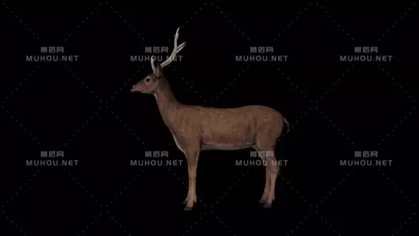 4k鹿野生动物Deer Idle视频素材带Alpha通道插图 4k鹿野生动物Deer Idle视频素材带Alpha通道插图