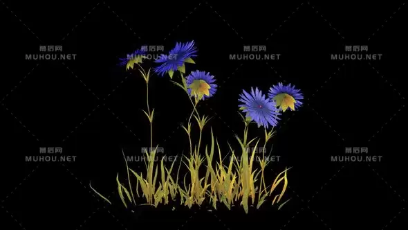 蓝色紫苑花朵生长Blue Asters视频素材带Alpha通道插图 蓝色紫苑花朵生长Blue Asters视频素材带Alpha通道插图