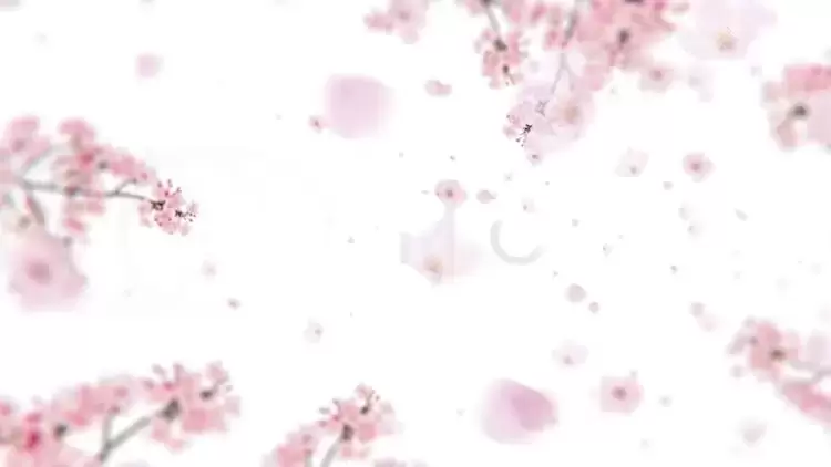 樱花标志揭晓AE模板视频下载(含音频)