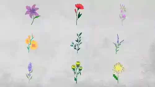 手绘线条花朵生长动画达芬奇模板,自然风格植物插画转场元素
