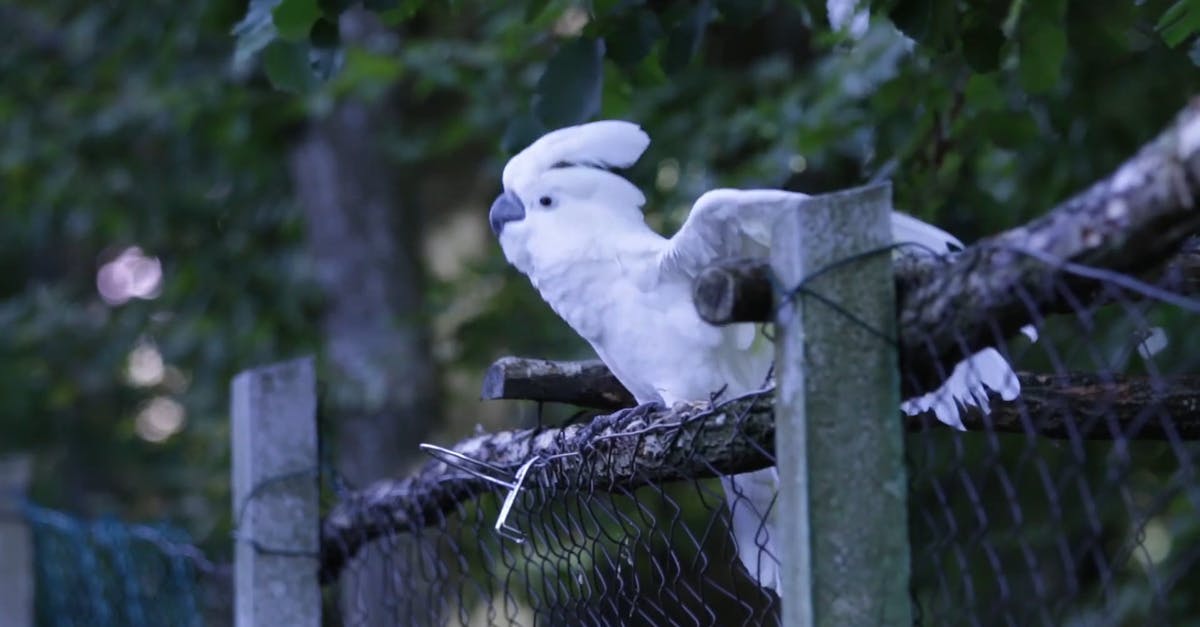 855556|有围栏上的白头鹦鹉栖息的CC0视频素材