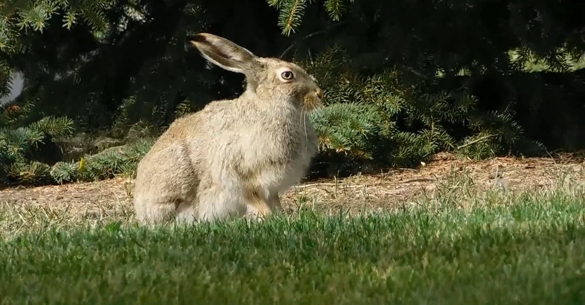 1376223|草地上的大兔子实拍CC0视频素材