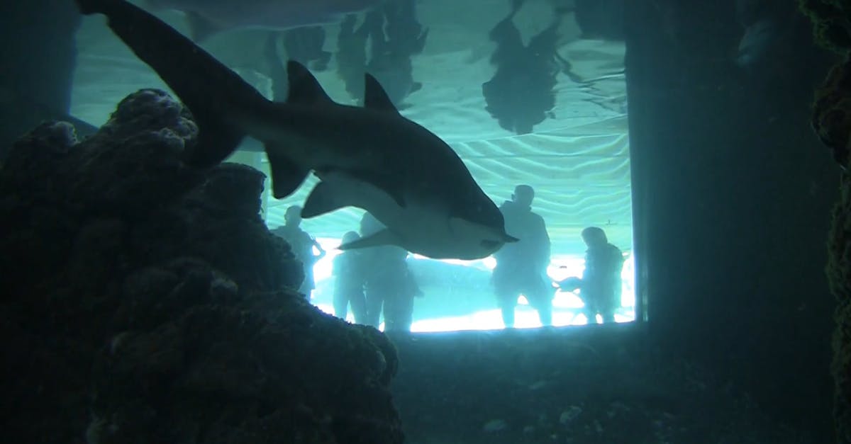 855871|动物园水族馆的鲨鱼CC0视频素材插图