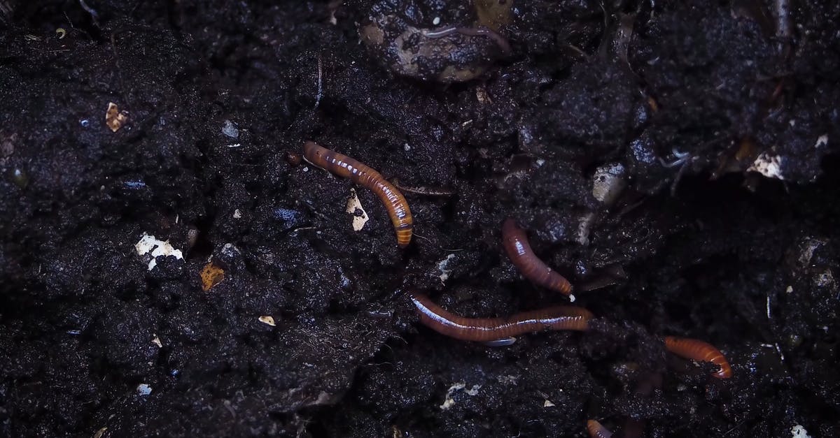 3046029|肥沃土壤中的蚯蚓4K实拍CC0视频素材