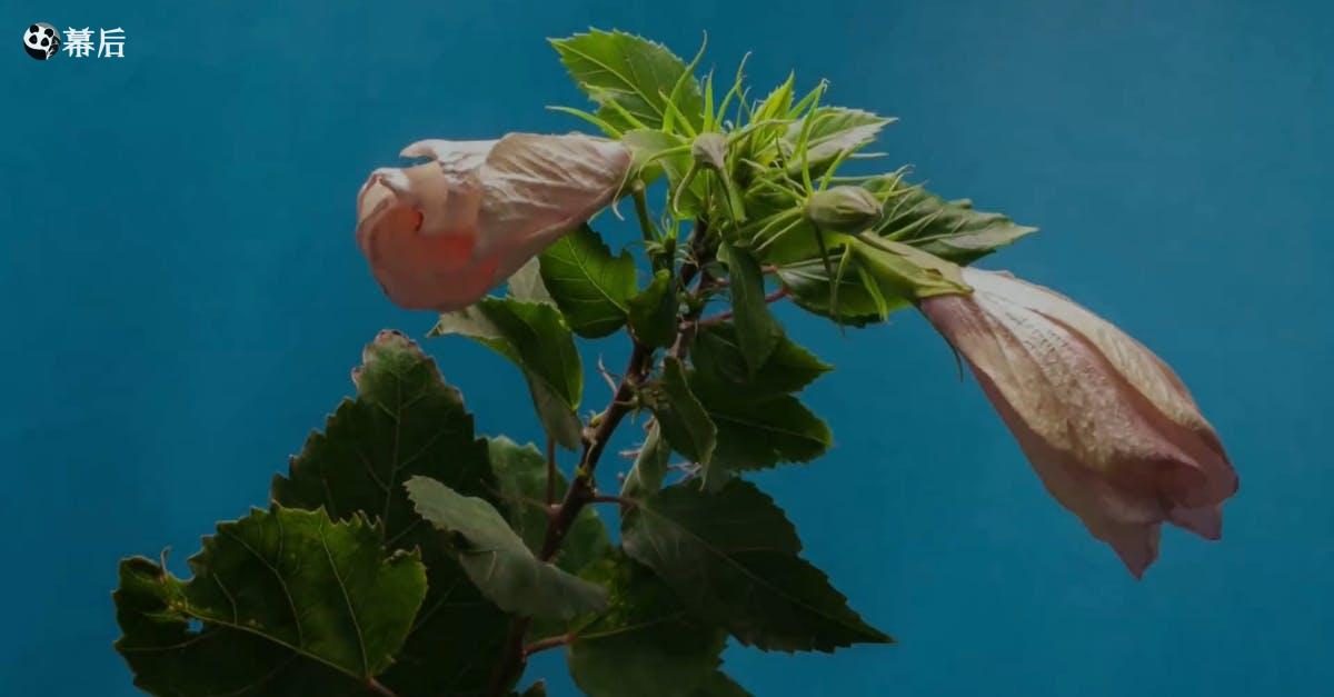 856030|蓝色背景鲜花绽开过程延时CC0视频素材插图