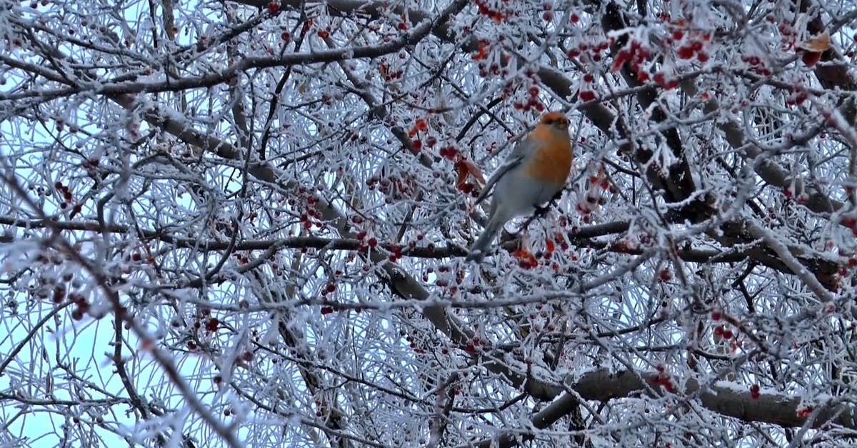 855192|冬季冰冻树枝上的小鸟CC0视频素材插图