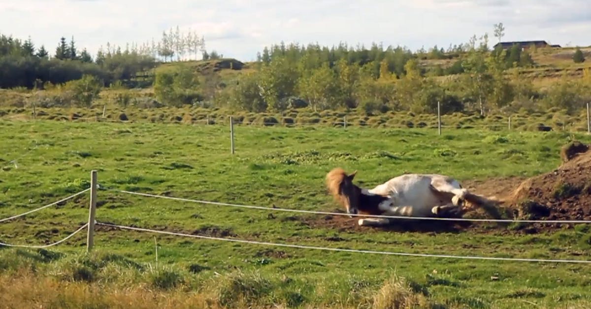854974|草原上的马匹翻滚4K实拍CC0视频素材