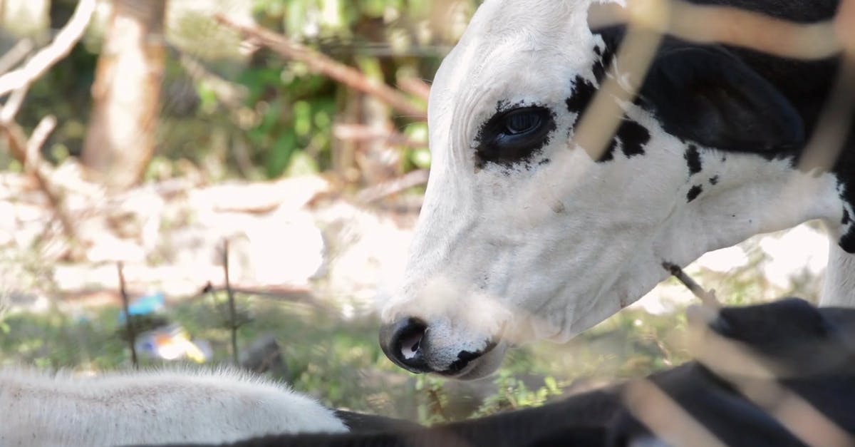 1792881|哺乳动物奶牛吃草CC0视频素材