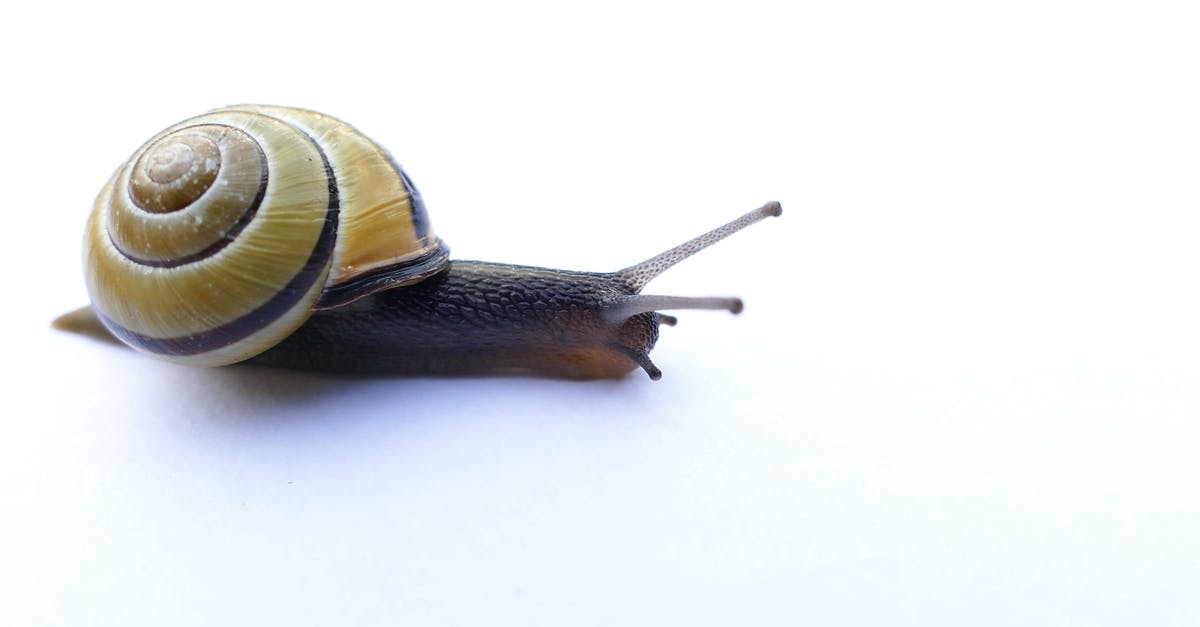 1508544|黄色壳的蜗牛缓慢爬行4K的CC0视频素材