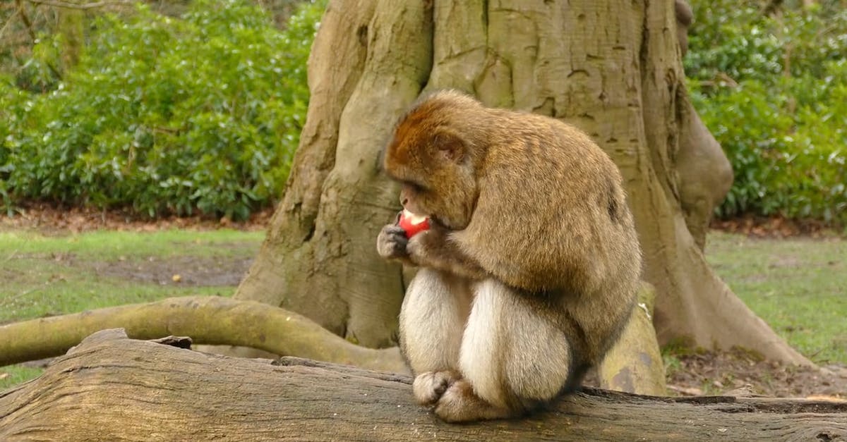 854942|树下的猴子吃苹果免费素材视频