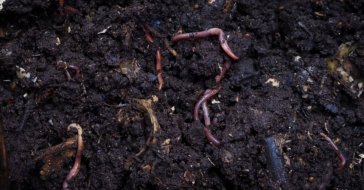 856677|泥土中的蚯蚓地龙实拍CC0视频素材插图