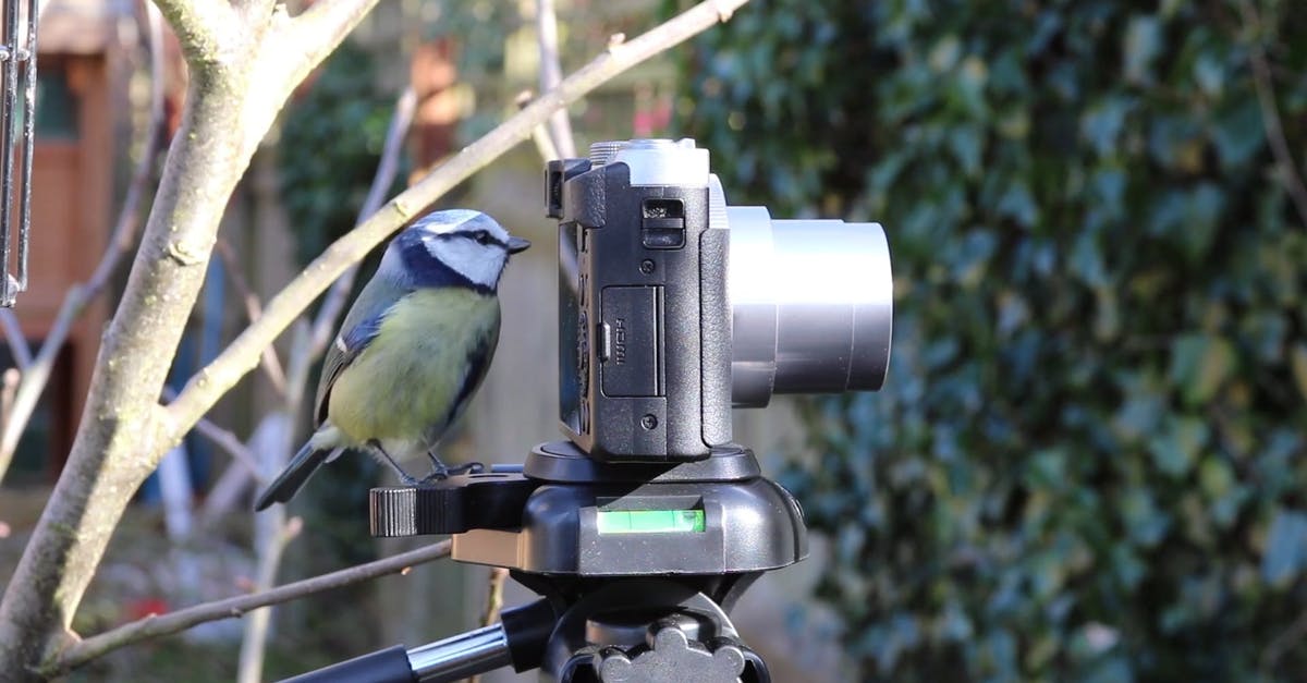 1534881|鸟在看照相机实拍CC0视频素材插图