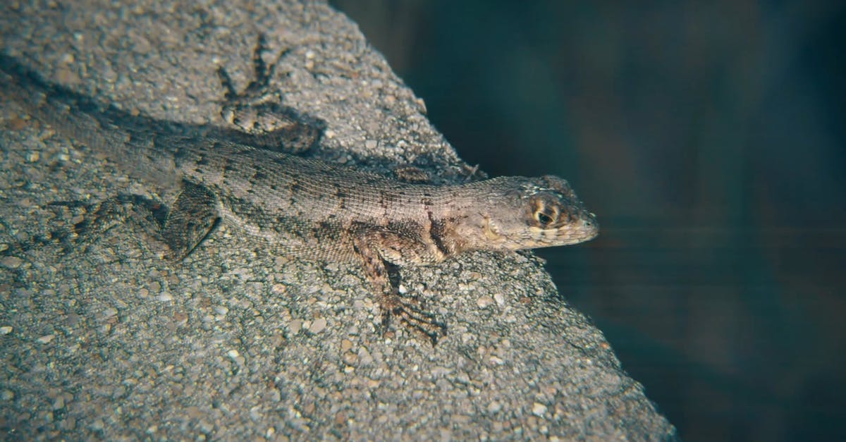 2631159|石头山的小蜥蜴动物CC0视频素材插图