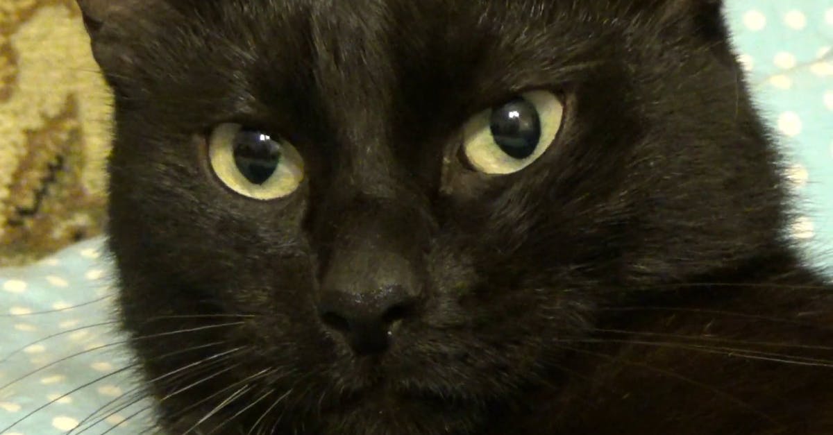 854413|可爱的孟买猫黑猫瞳孔特写CC0视频素材