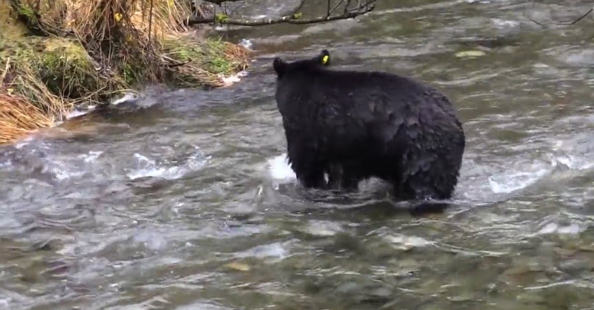 857097|河边的黑熊野生动物实拍CC0视频素材