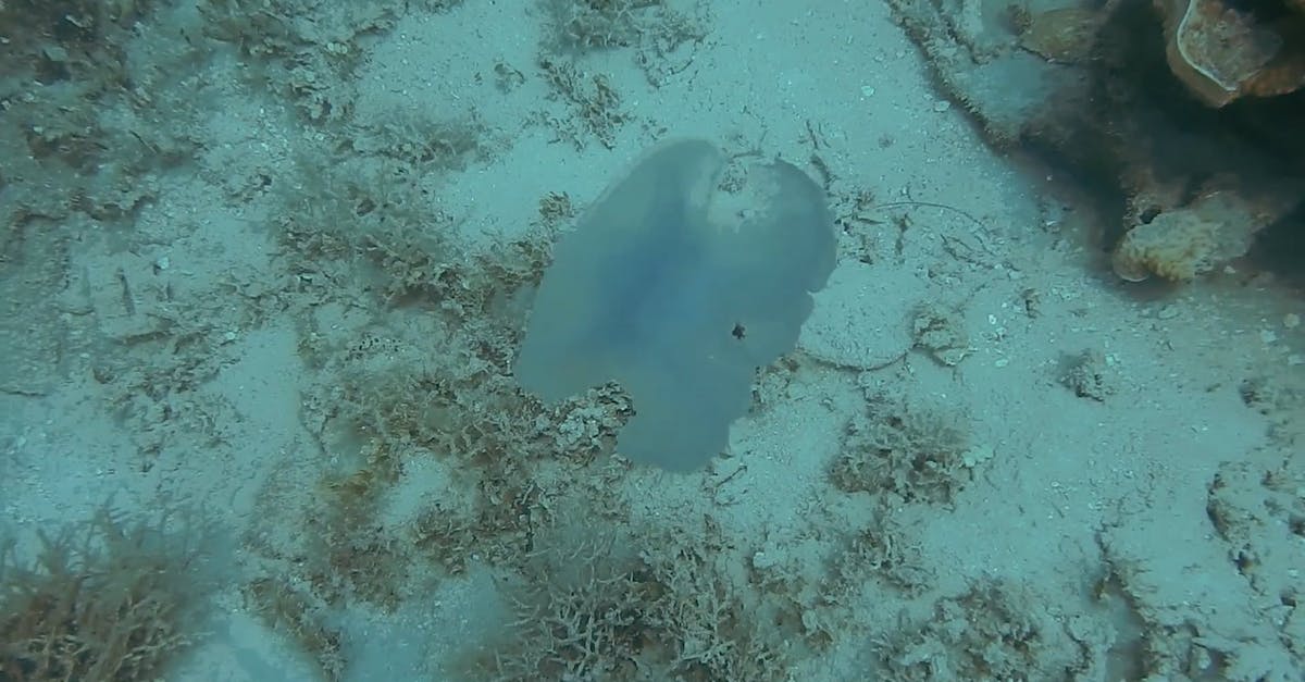 1472081|海洋有毒的水母水下实拍CC0视频素材