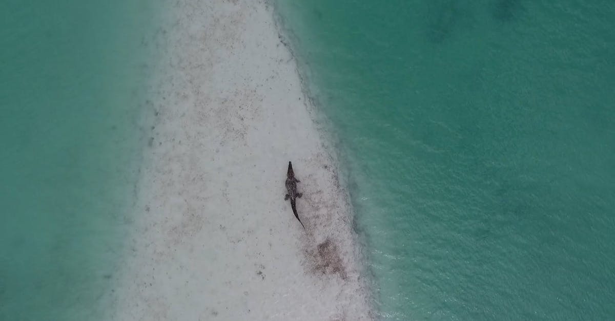 854156|航拍海中小岛上的鳄鱼CC0视频素材插图