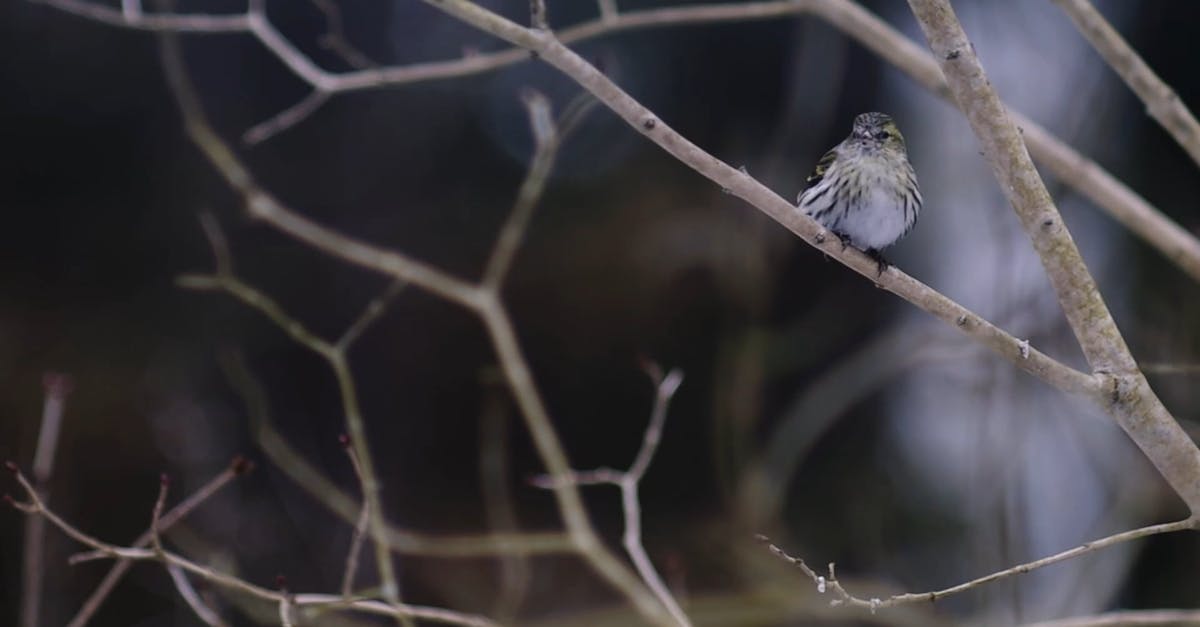 2030260|树枝上的小鸟鸟类实拍CC0视频素材插图