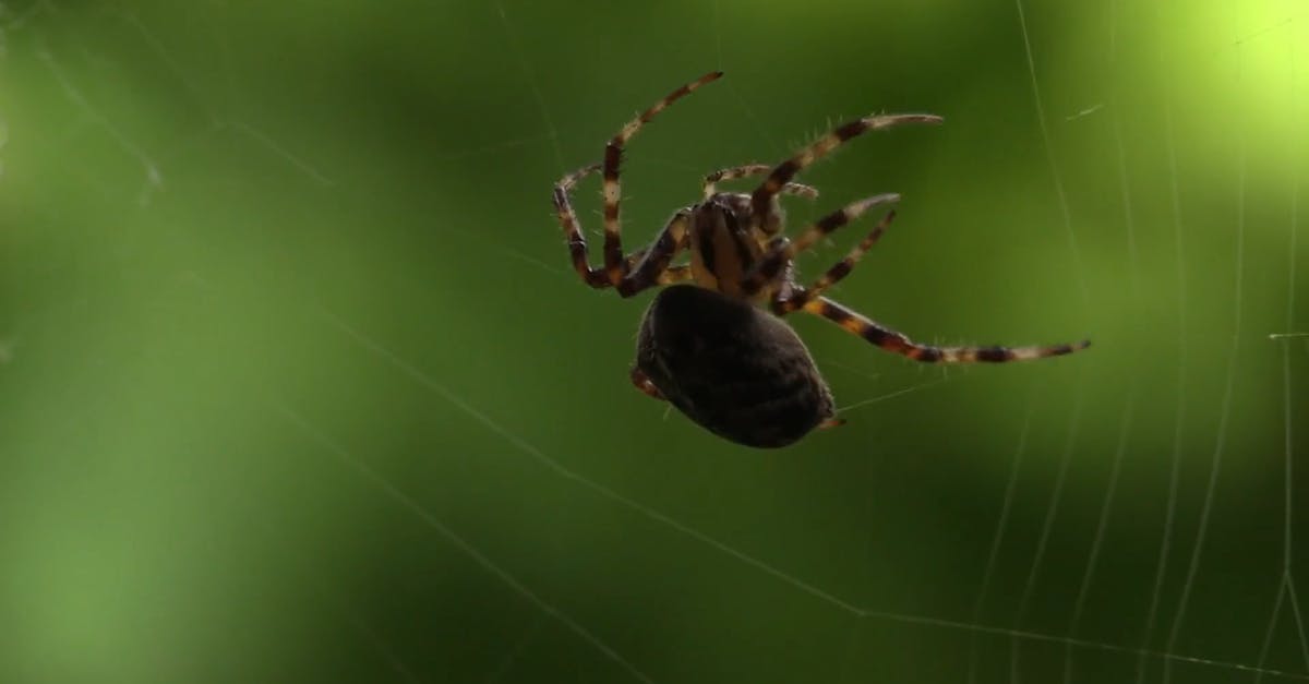 855643|蜘蛛织网微距拍摄昆虫CC0视频素材插图