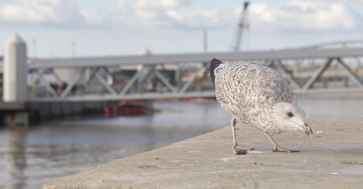 1536290|海边港口的海鸥海鸟CC0视频素材插图
