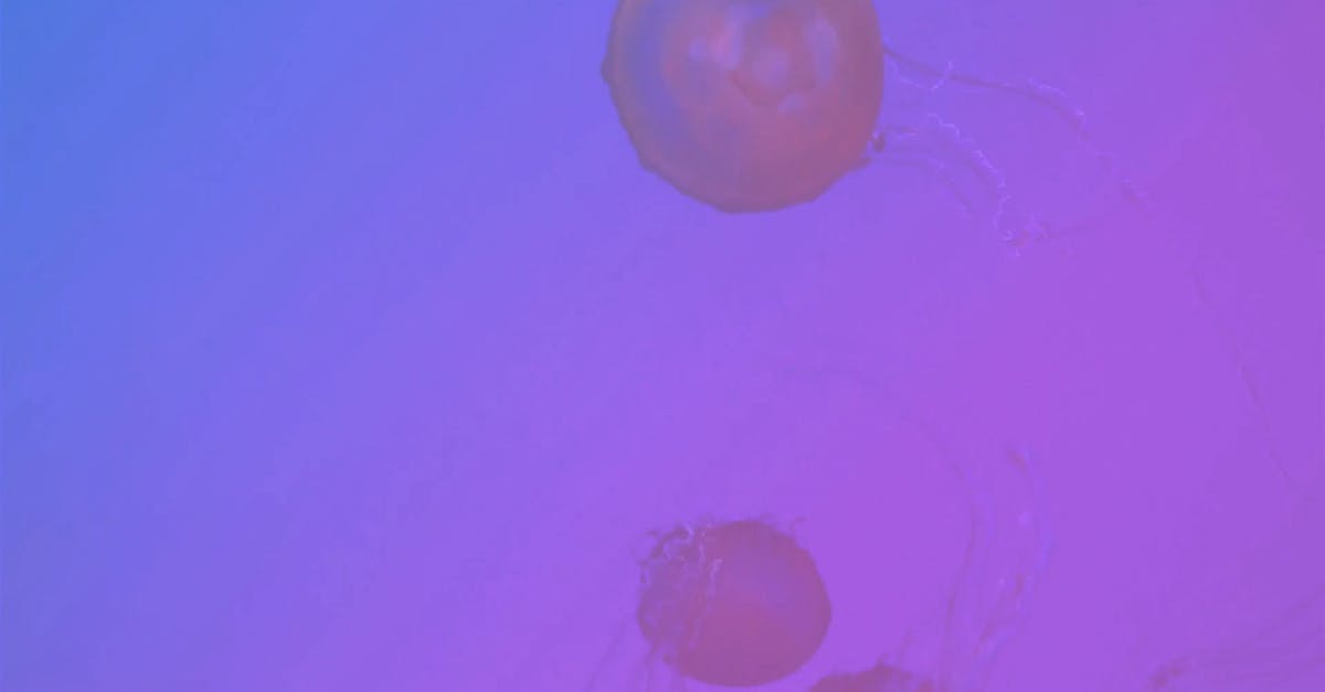 1122465|海中的水母软体动物4KCC0视频素材插图