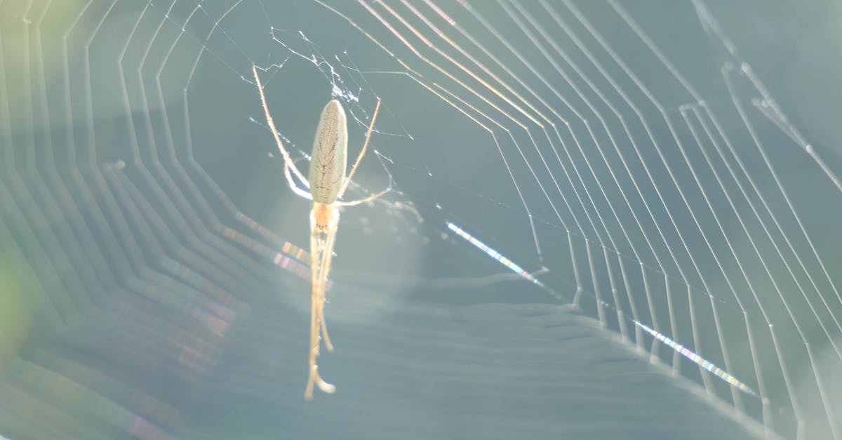 2943559|半透明的蜘蛛网实拍4KCC0视频素材