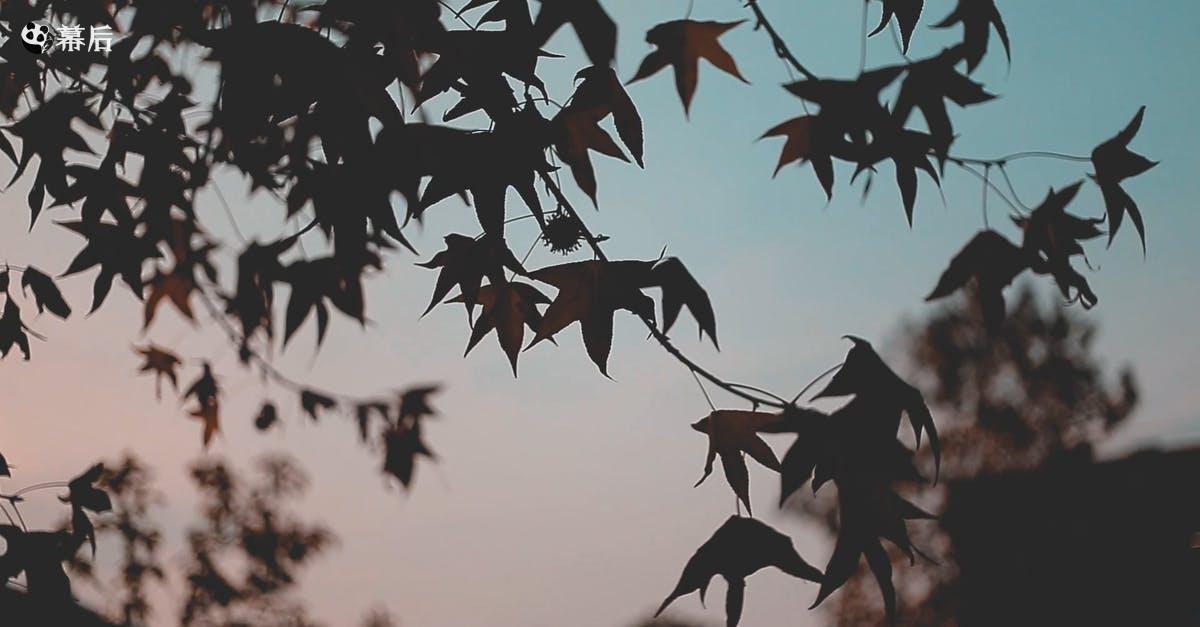 854697|日出日落时枫叶CC0视频素材插图