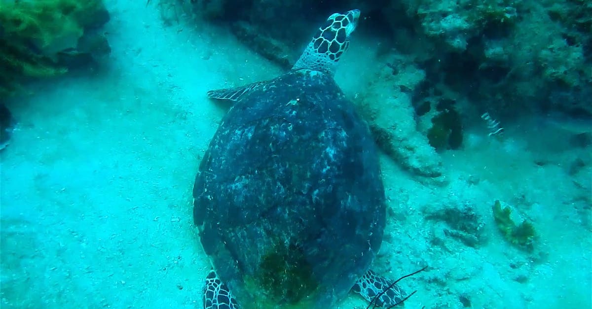 1151276|水下海底的大海龟实拍CC0视频素材插图