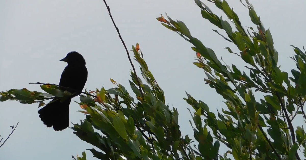1200886|在树枝上栖息的黑鸟实拍CC0视频素材插图