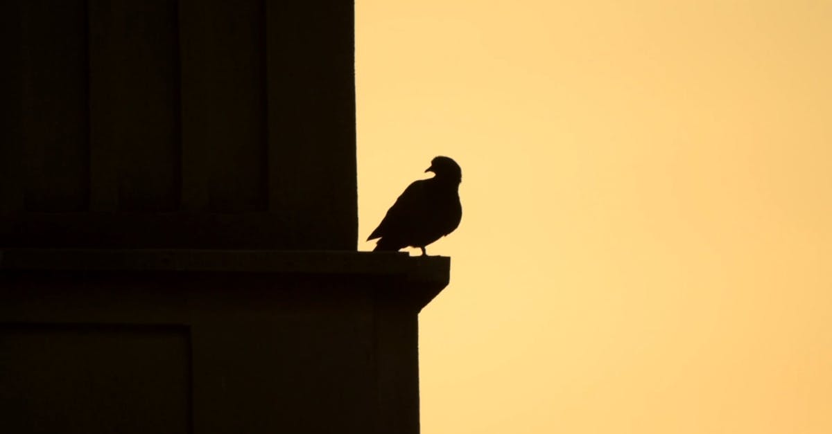 1192115|日落时建筑上的鸟鸽子剪影CC0视频素材