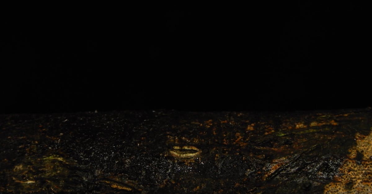 2467495|黑色背景前的蜗牛爬过4K实拍CC0视频素材
