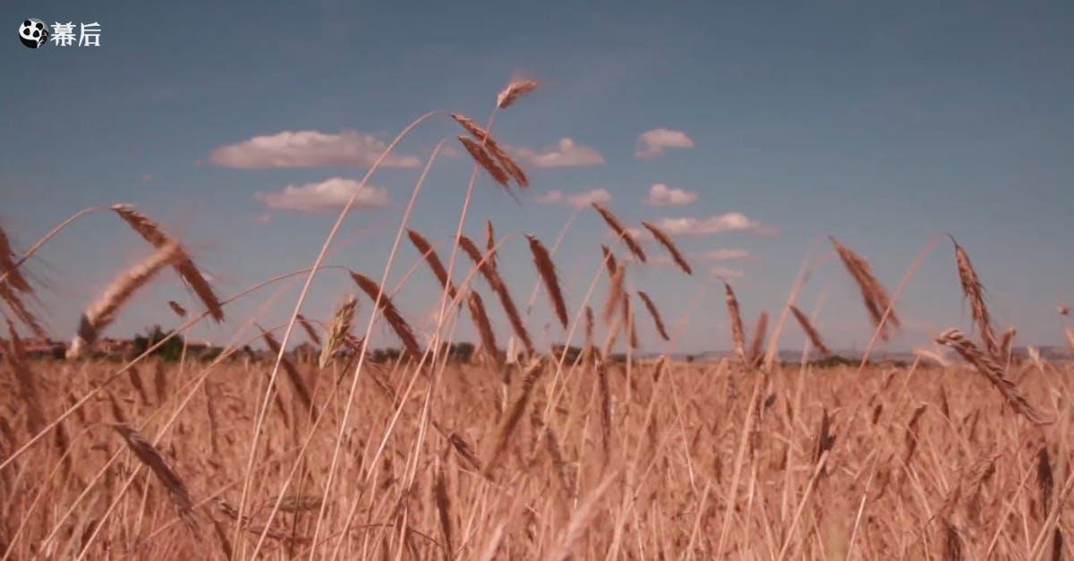 1003935|秋天的农田和牧草实拍CC0视频素材插图